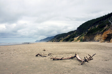 Fototapeta na wymiar Beach driftwood