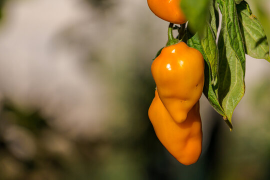 chile manzano Capsicum pubescens