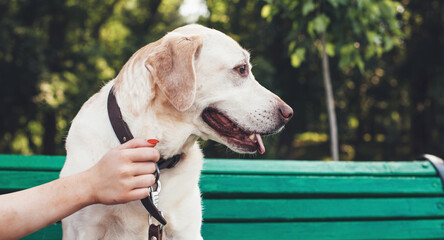 Close up photo of a golden retriever sitting on bench in park while his owner is holding him