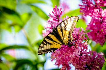 butterfly on flower