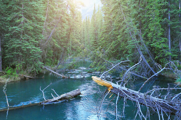 River in the forest at sunset. Banff National Park. Alberta.