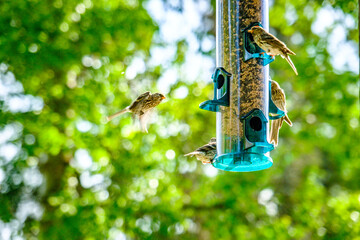 bird on a branch