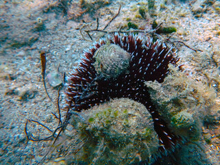 Naklejka na ściany i meble Purple sea urchin is on the bottom of the sea