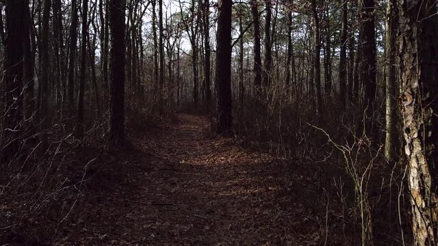 A walk through the bare forest during sunset 