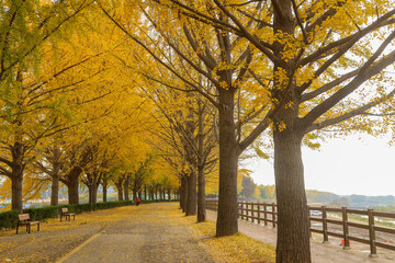 Fototapeta premium autumn in the park