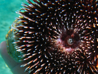 Mouth of a purple sea urchin in the sea