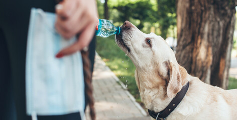 Close up photo of a caucasian person giving water from a bottle to his pure breed dog during a walk in park