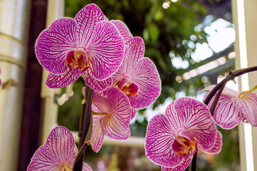 pink veined orchids close up