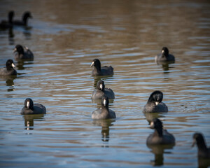 A flock of American Coots (Fulica americana) at the Sepulveda Basin Wildlife Reserve, Los Angeles, CA...