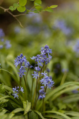 Bluebells