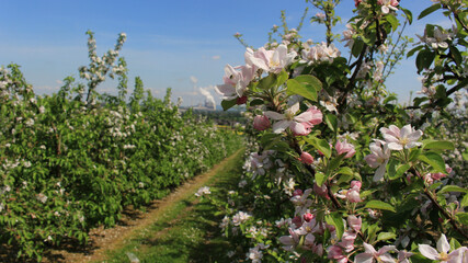 Blooming apple tree in the scenic orchard