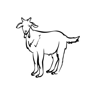 Goat icon logo in vector in hand drawn style on white background. Goat illustration in old style