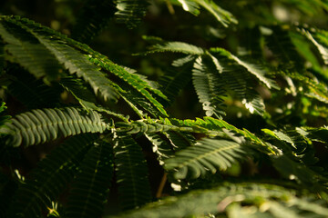 Tropical Leaves