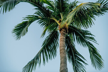 Fototapeta premium Palm