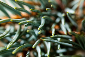 aloe vera plant