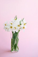 Bouquet of white flowers daffodils in vase on pink background