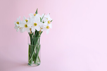 Bouquet of white flowers daffodils in vase on pink background, copy space