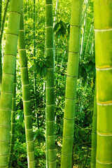 Bamboo forest background. Bamboo trees close up, blurred soft selective focus 