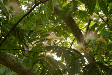 Feathered Trees