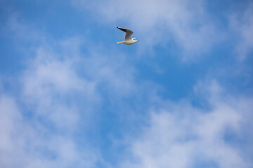 Bird Flying SEAGULL Isolated Sky Symbol of Freedom Concept. white seagull in the sky