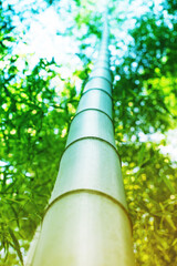 Fototapeta na wymiar Bamboo grove. Bamboo tree, trunk close-up, blurred, soft selective focus 