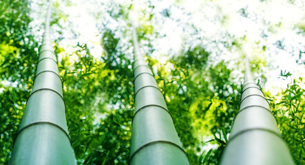 Bamboo forest background, banner. Bamboo trees, trunks close up, blurred, soft selective focus 