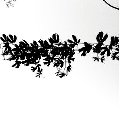 Fototapeta na wymiar black and white background