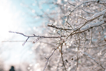 frozen branches