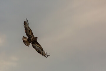 Common Buzzard