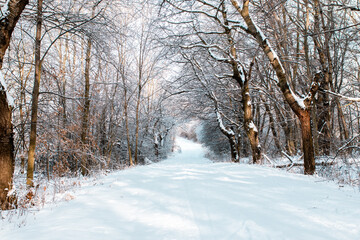 Fototapeta premium snow covered road