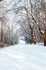 Obraz premium snow covered road