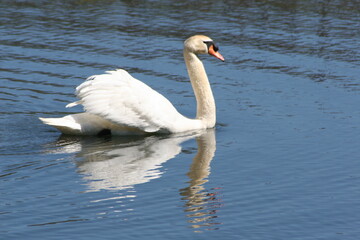 Geese, Ducks, Swans, Seagulls, 