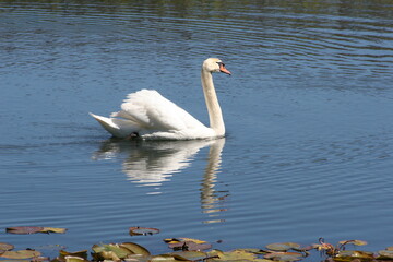 Geese, Ducks, Swans, Seagulls, 