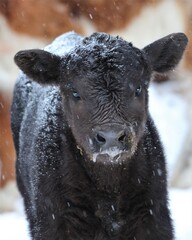 Close of a Black Angus Calf During a Snow Storm