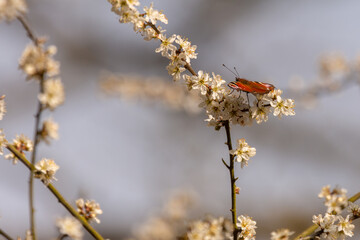 Peacock Butterfly