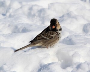A Little Sparrow Foraging After a Snow Storm