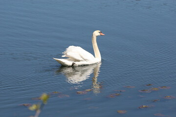 Geese, Ducks, Swans, Seagulls, 