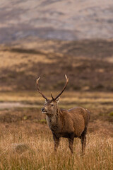 Glen Coe Stag