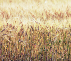 Close-up of wheat field. Ears of wheat. Selective focus.