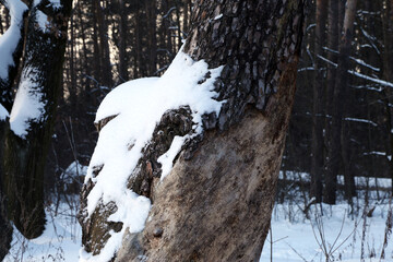 tree trunk in the snow in winter