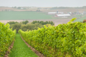 Naklejka premium Canada, Nova Scotia, Annapolis Valley, Wolfville. Local vineyard.