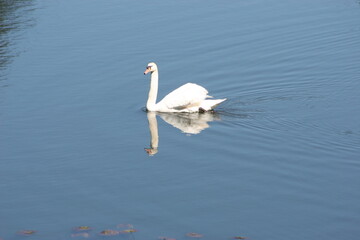 Fototapeta na wymiar Geese, Ducks, Swans, Seagulls, 
