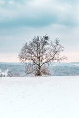 tree in the snow
