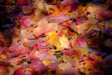 Fall Leaves Maple Amazing Colors Changing Seasons