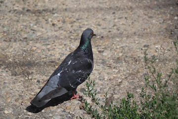 Close up of a beautiful pigeon in the middle of the road.