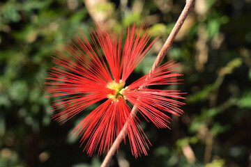 Red wild flower
