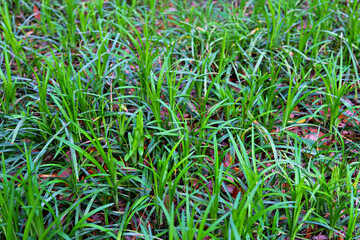 green grass background