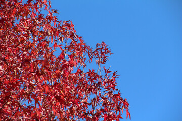 Autumn leaves in Gramado/RS - Brazil