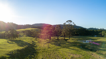 Sunrise on the grass