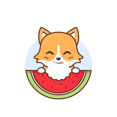cute happy corgy eating watermelon